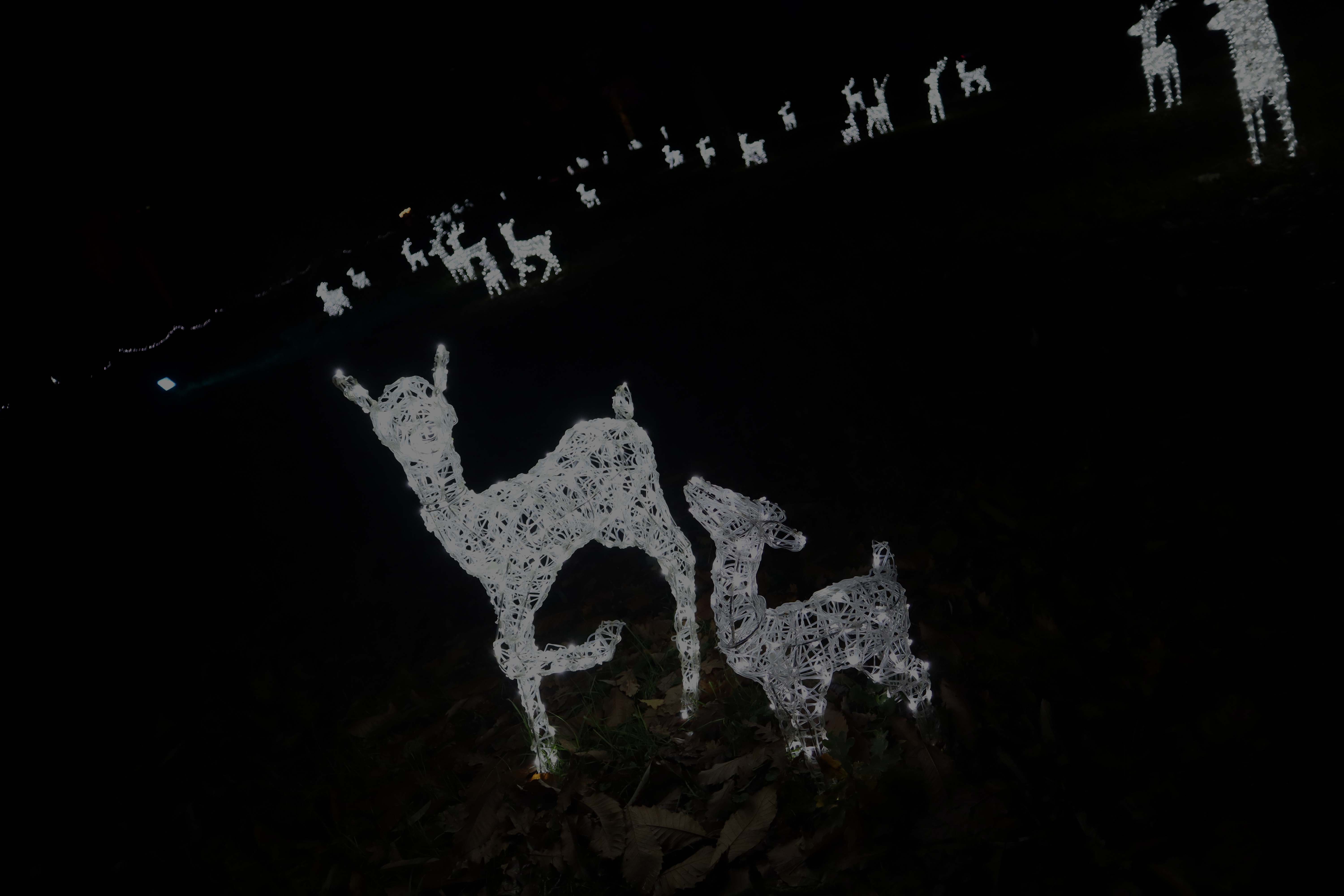 Reindeer Path